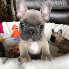 Схема вышивки «Маленький собакен  3»