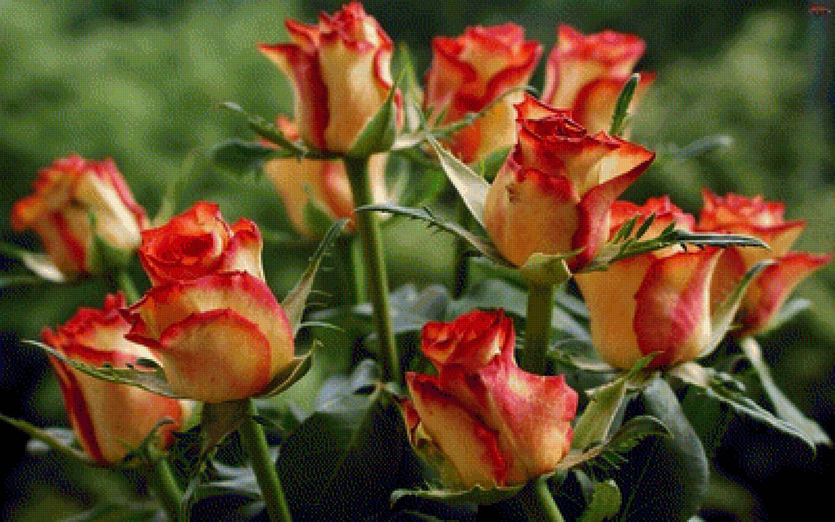 Roses - розы - предпросмотр