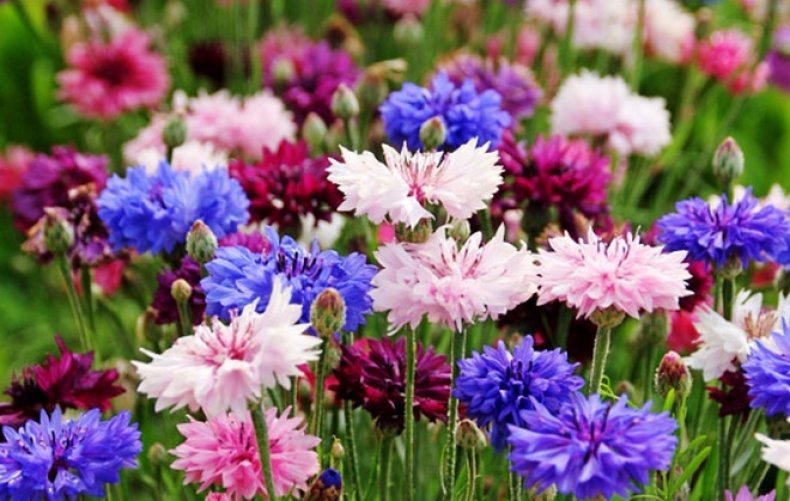 Васельки - красивые картинки - оригинал