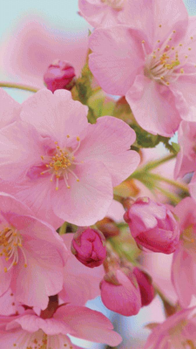 Яблоневый цвет - красивые картинки - предпросмотр