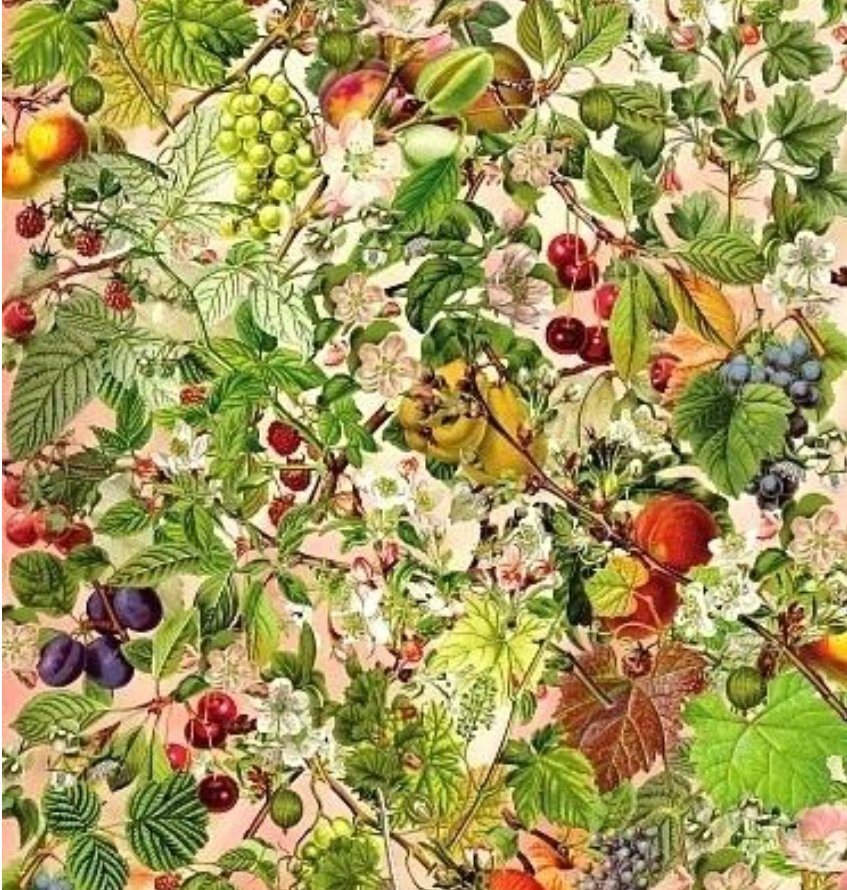 фруктовый сад - красивые картинки - оригинал