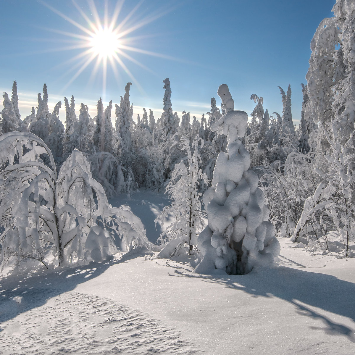Солнце в зимнем лесу - природа, солнце, зимний лес, снег, мороз - оригинал