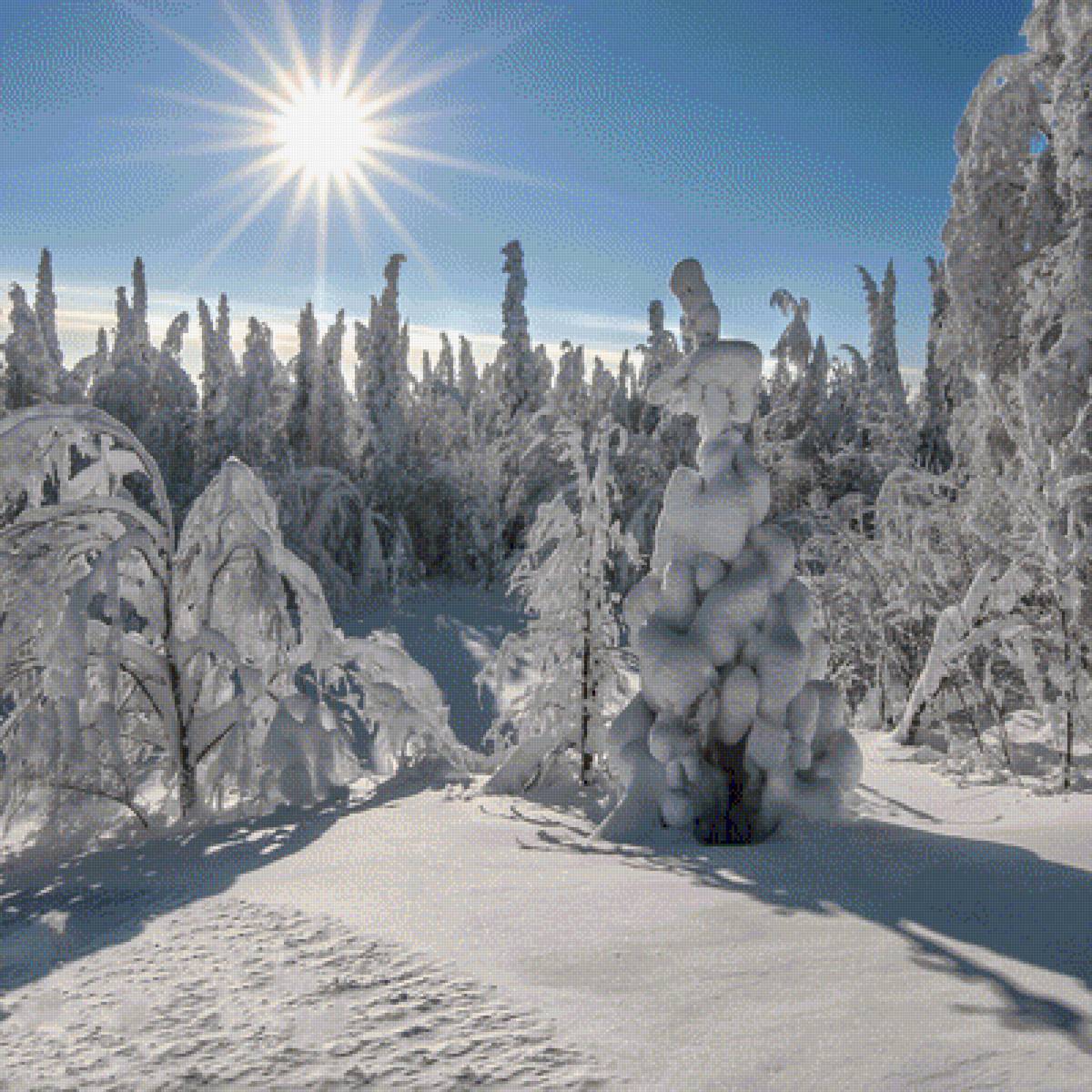 Солнце в зимнем лесу - природа, снег, солнце, зимний лес, мороз - предпросмотр