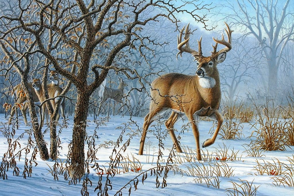 олени - зима, лес, снег, животные, олени - оригинал