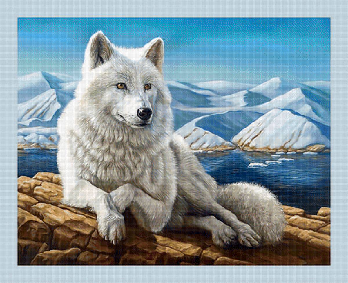 Белый волк. - снег, пейзаж, волк, горы, хищник - предпросмотр