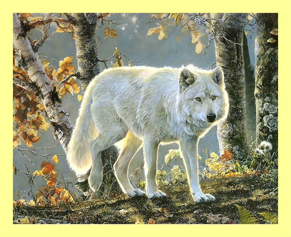 Белый волк в осеннем лесу. - хищник, лес, живопись, березы, осень, пейзаж, волк - оригинал