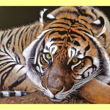 Схема вышивки «Бенгальский тигр.»