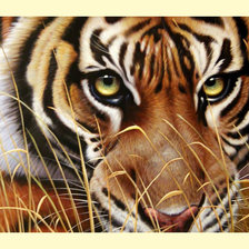 Оригинал схемы вышивки «Взгляд тигра.» (№1986781)