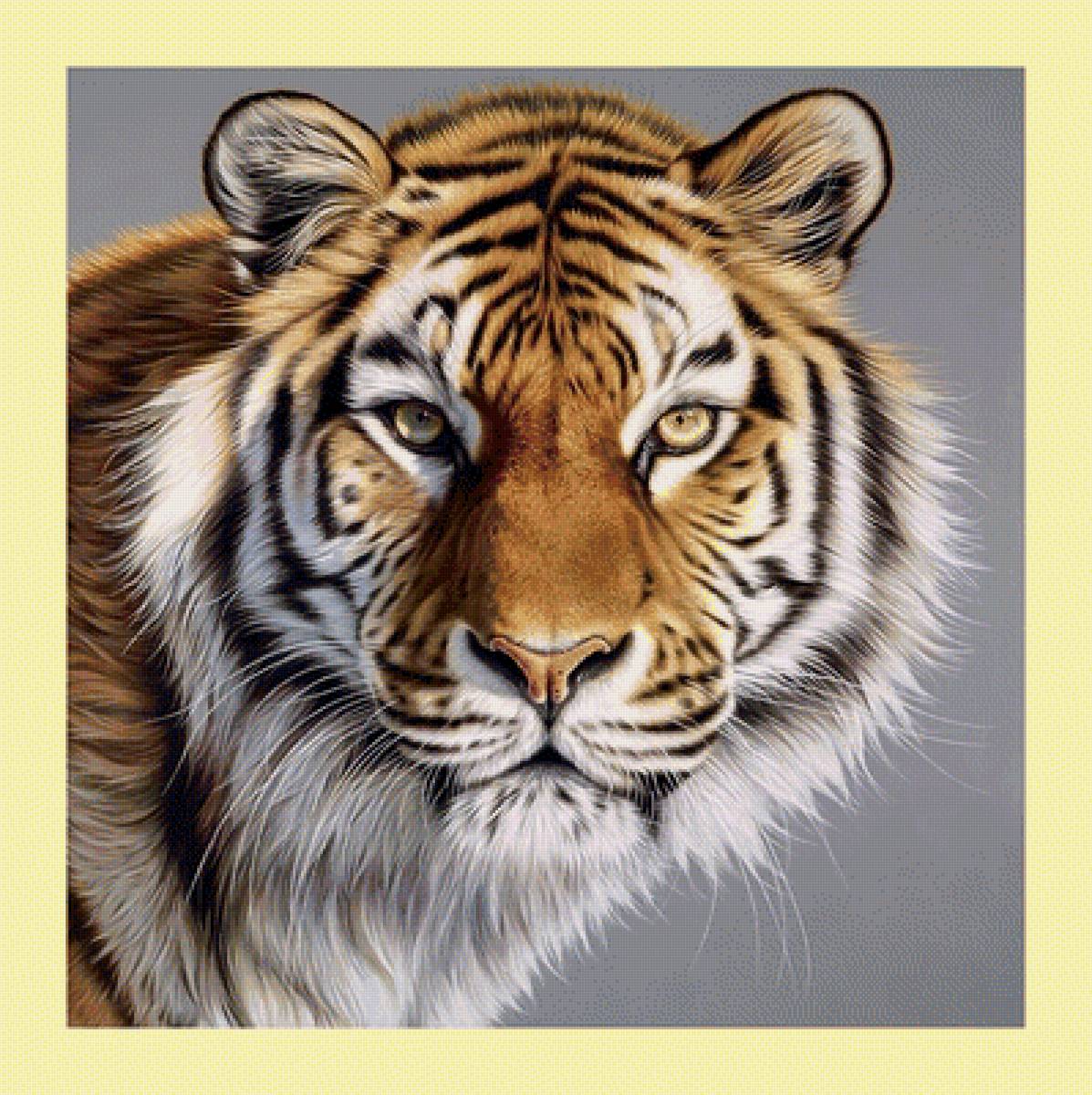 №1986857 - хищники, животные, тигр, тигры - предпросмотр