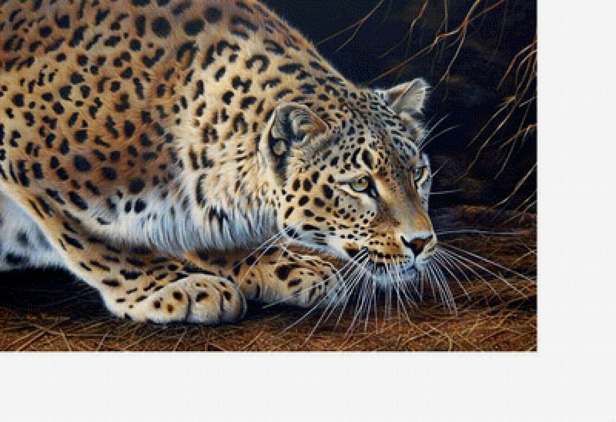 Леопард - животные, звери - предпросмотр