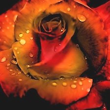 Схема вышивки «Роза»