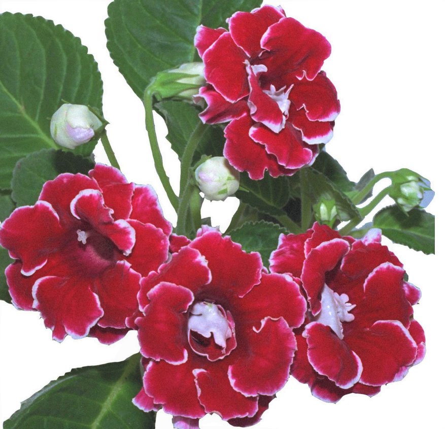 Глоксиния - глоксиния, цветы, цветок - оригинал