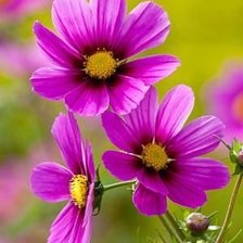 Схема вышивки «№1987249»