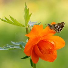 Схема вышивки «Жарки»