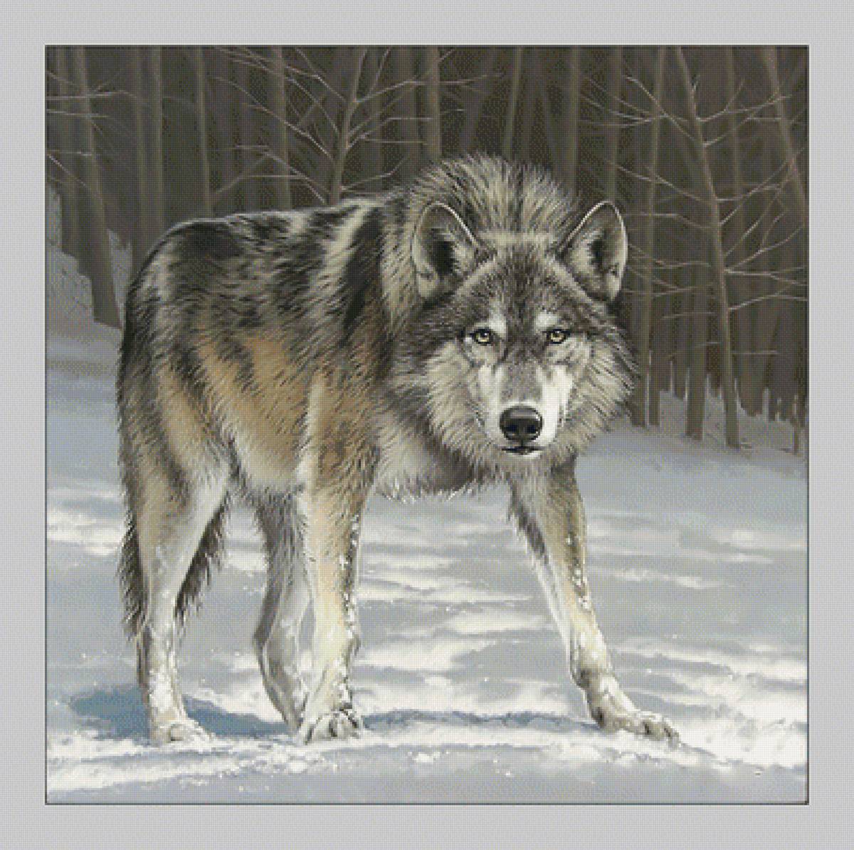 Волк. - зима, волк, снег, хищник, лес - предпросмотр