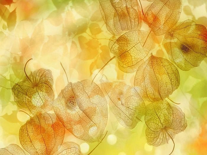 фазалис - оригинал