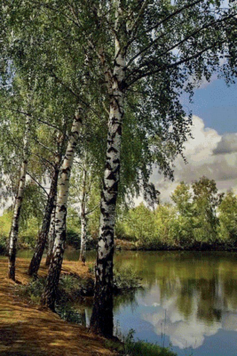 березы - предпросмотр