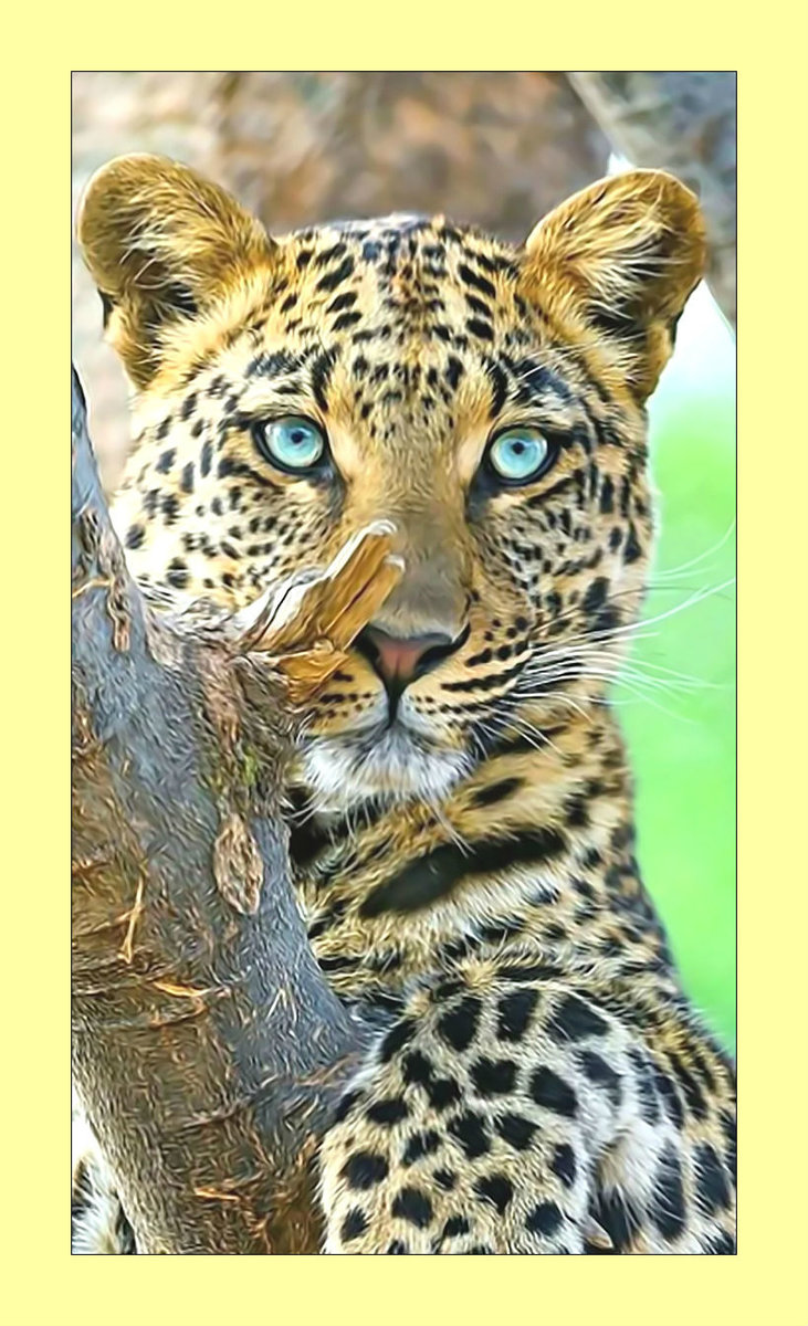 Леопард. - хищник, леопард, взгляд, животные - оригинал