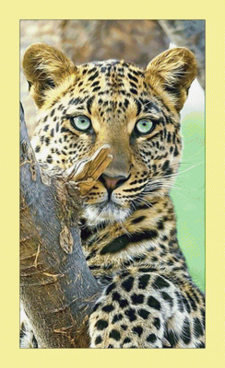 Леопард. - взгляд, хищник, леопард, животные - предпросмотр