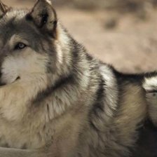 Схема вышивки «№1988031»