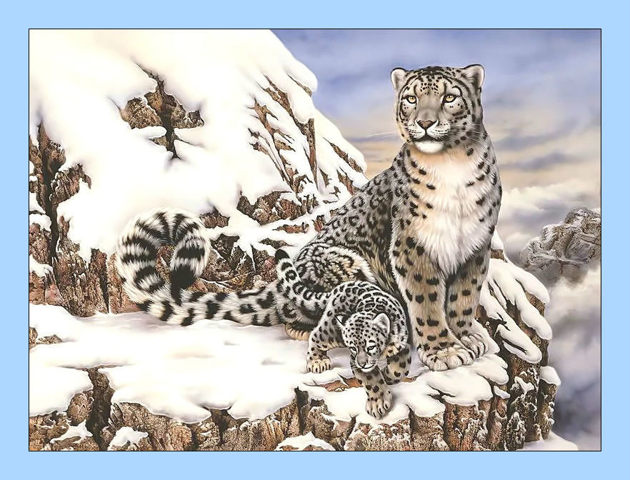 Снежный барс. - хищник, котята, животные, барс, ирбис - оригинал