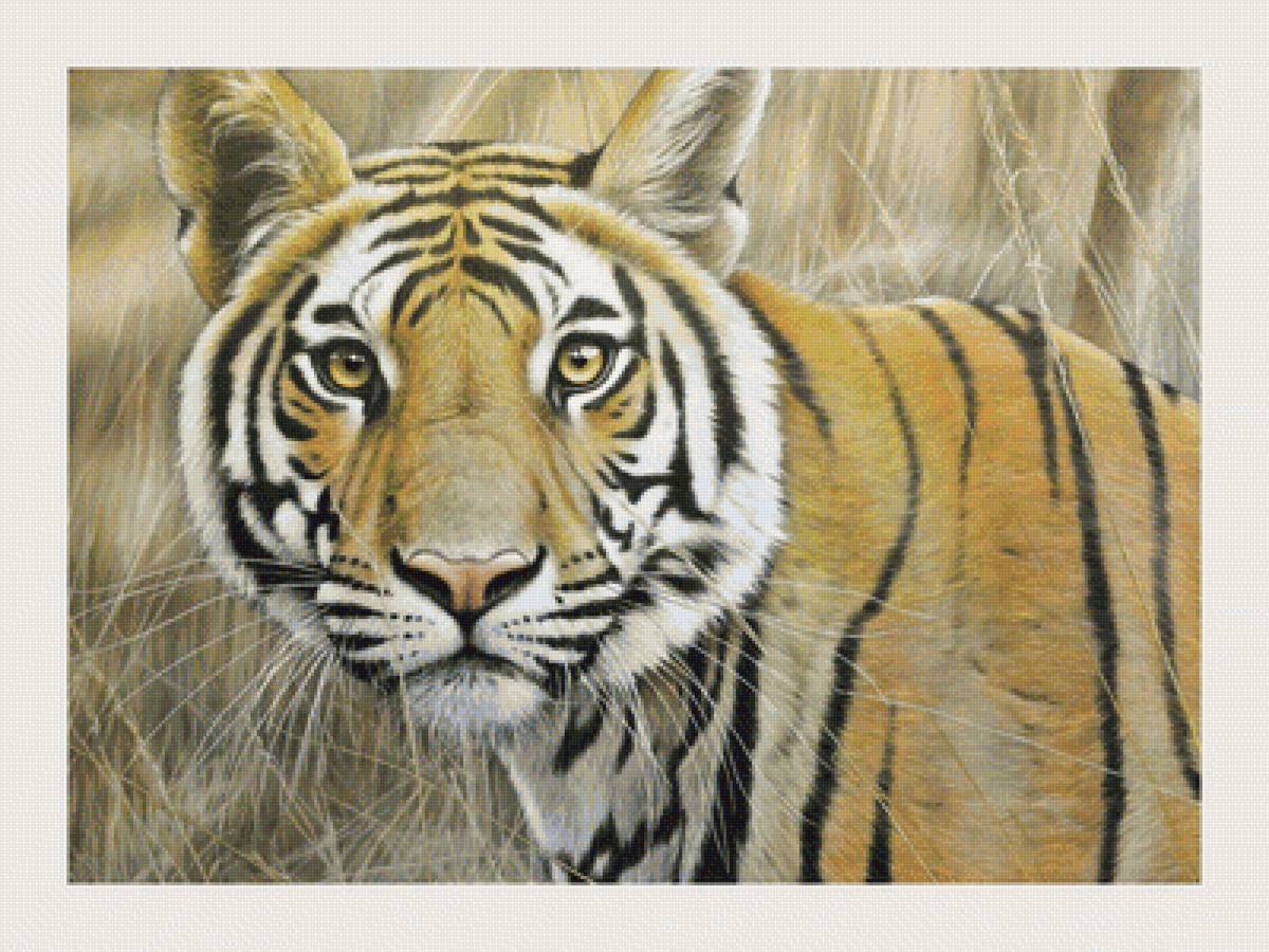 №1988605 - животные, тигр, хищники, тигры - предпросмотр