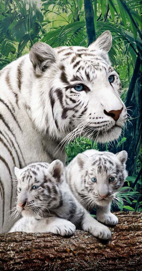 №1988629 - тигр, хищники, животные, тигры - оригинал