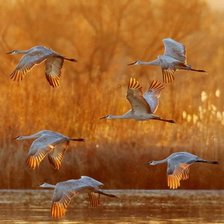 Схема вышивки «№1988734»