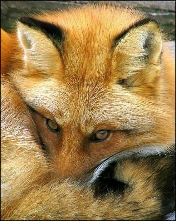 дикие - оригинал