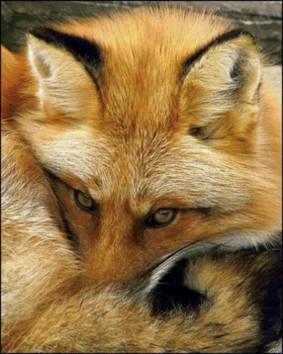 дикие - предпросмотр