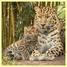 Леопард с котёнком.