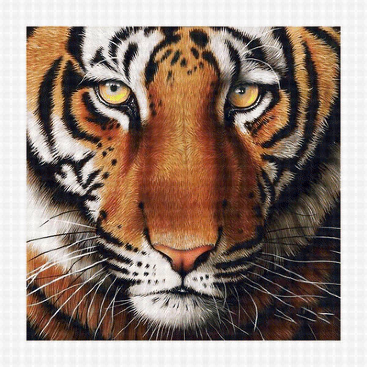 №1989155 - тигр, тигры, животные, хищники - предпросмотр