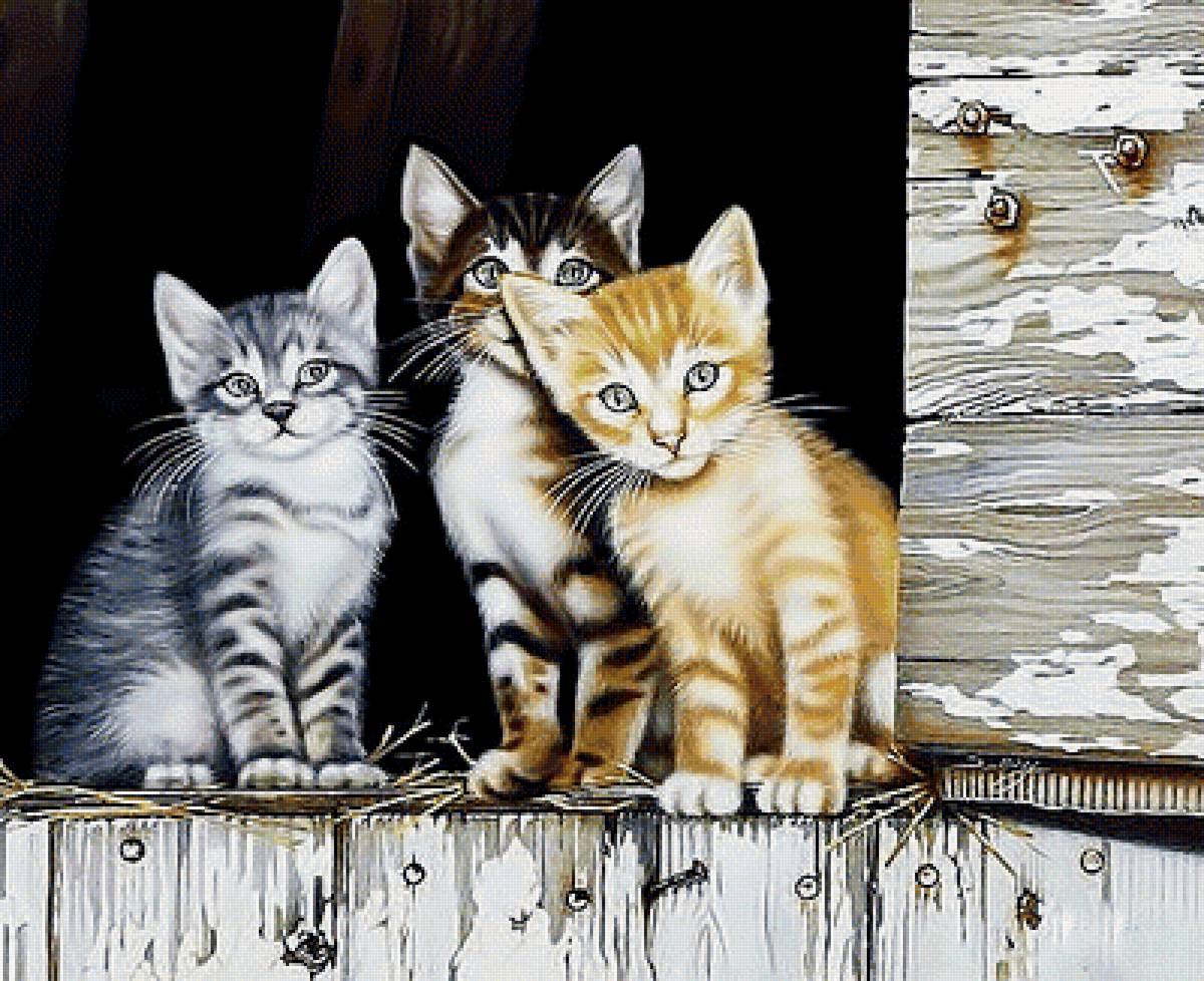 Котята - коты, котейки, животные - предпросмотр