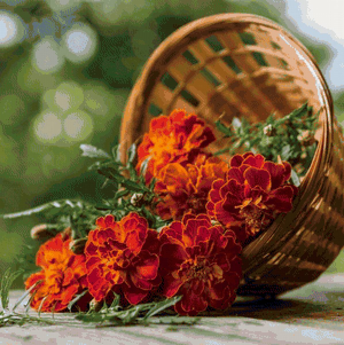 бархатцы - цветы - предпросмотр