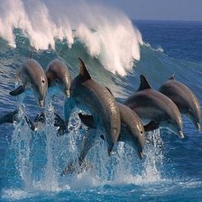 дельфины и волна