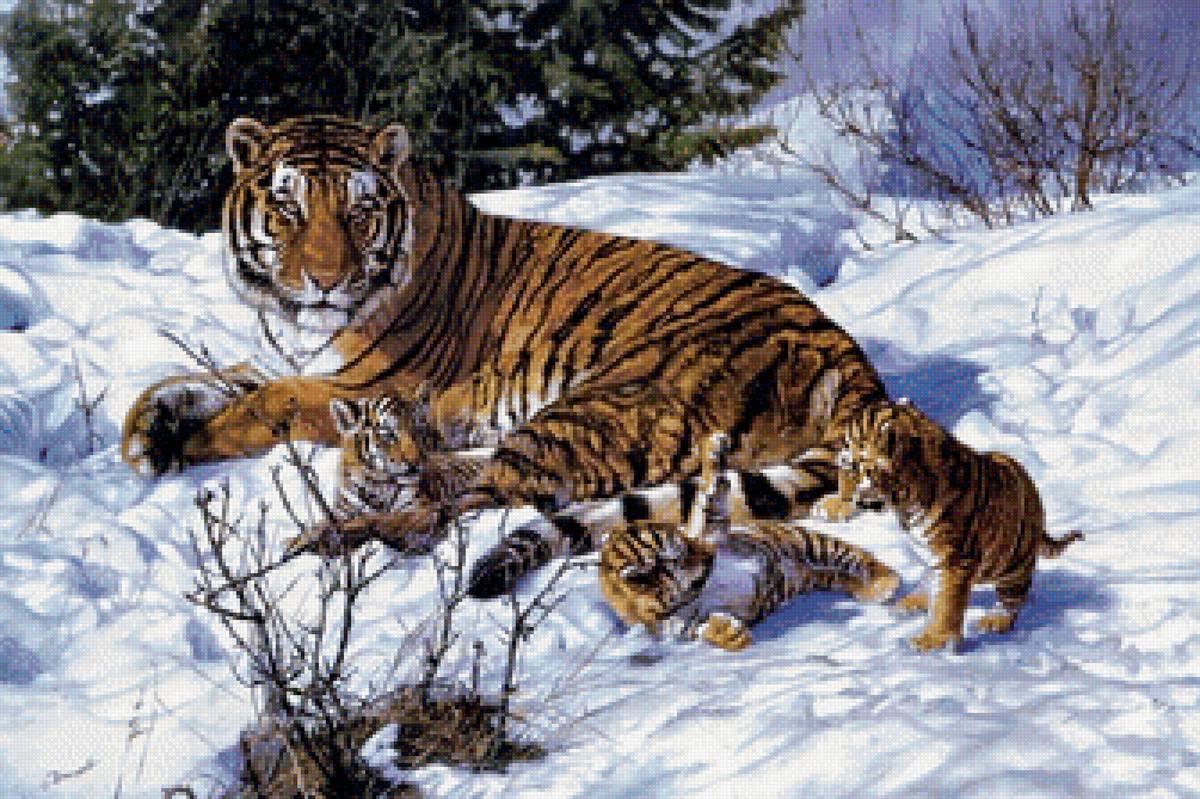тигр на снегу - животные, тигры - предпросмотр