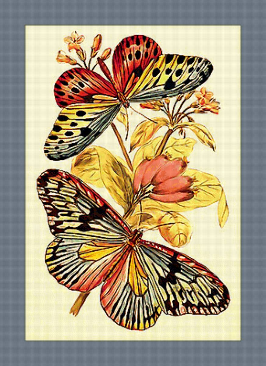 Серия "Бабочки". - насекомые, бабочки, цветы - предпросмотр