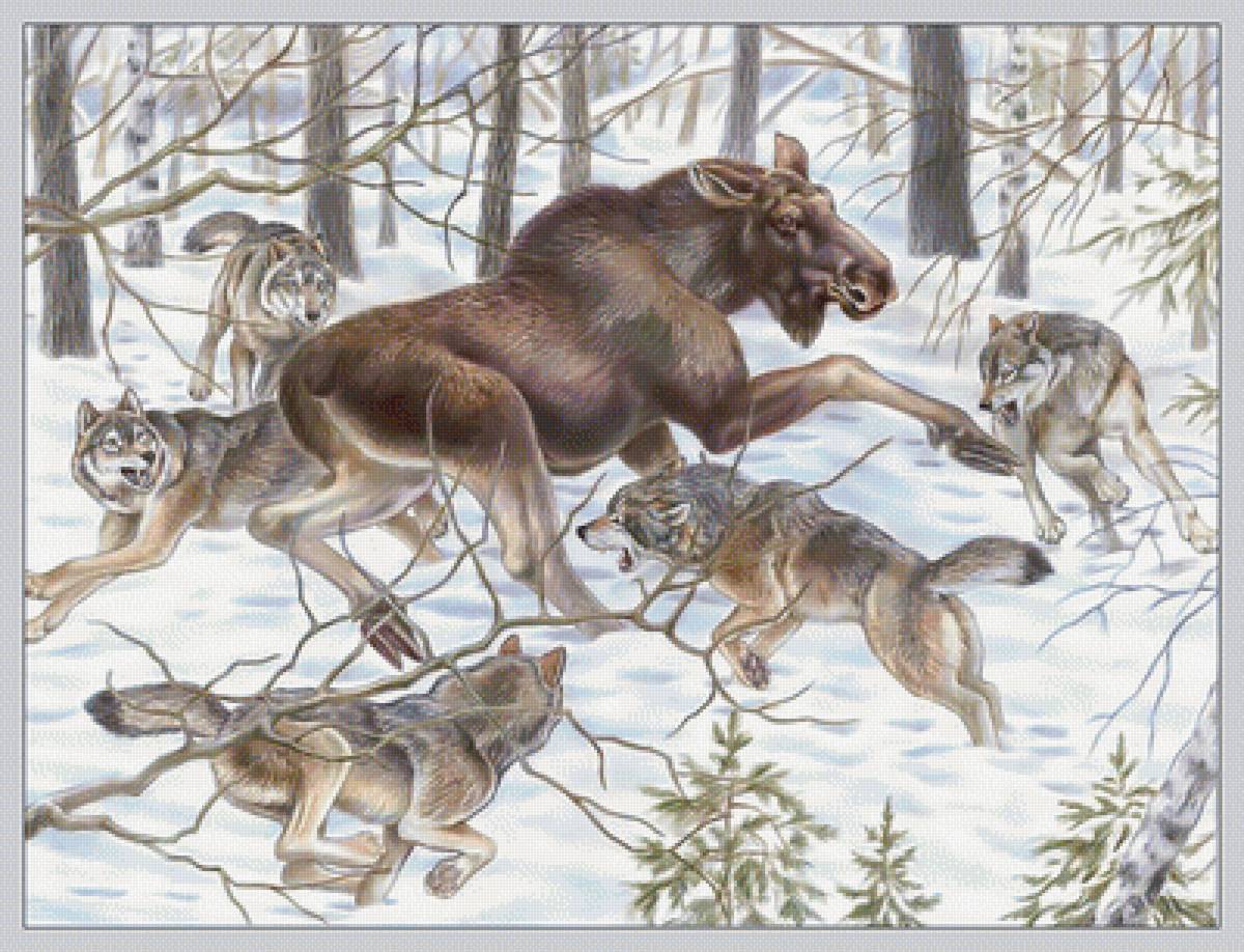 Охота. Волки и лось. - охота, волки, лес, животные, хищники, лось, зима - предпросмотр