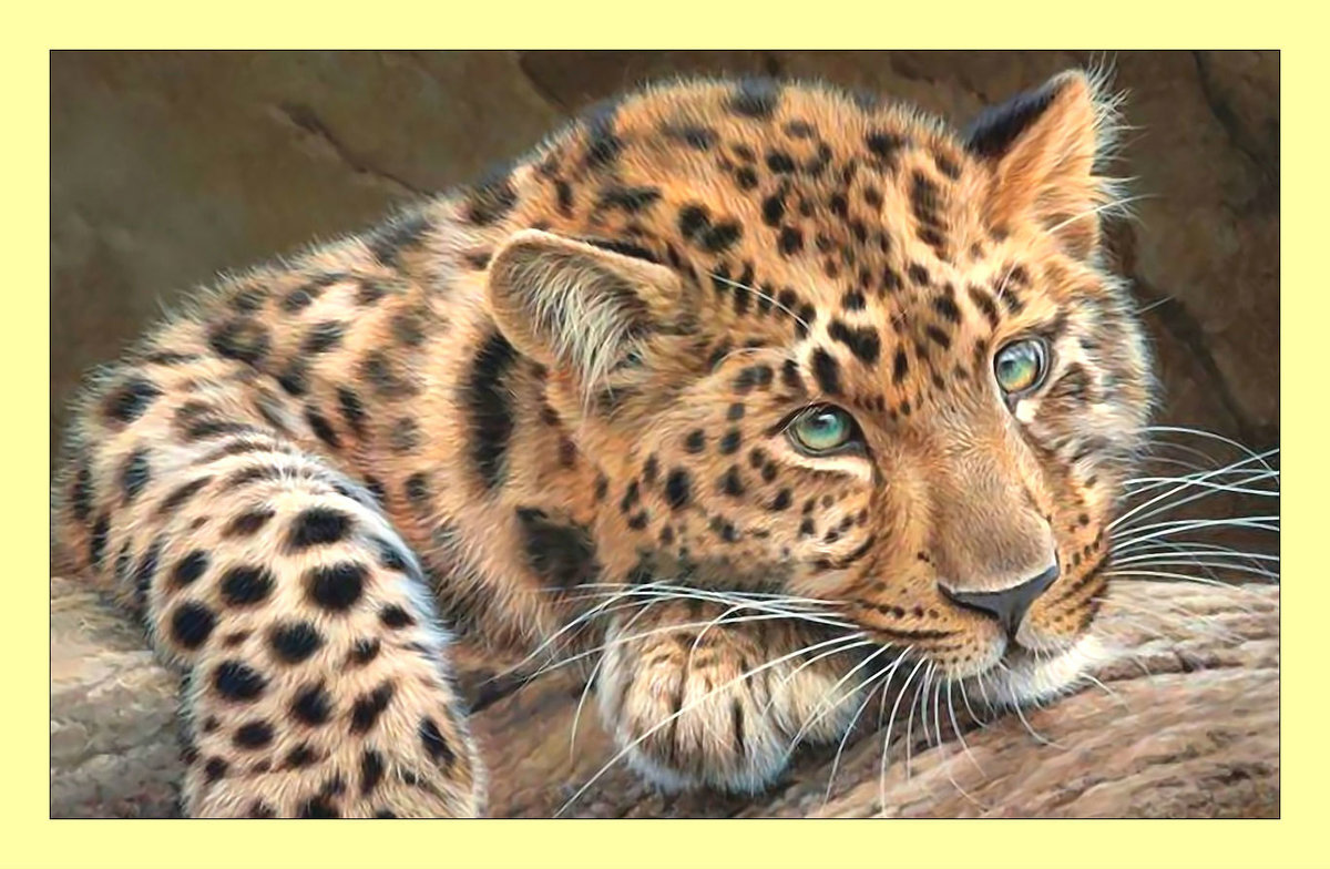 Леопард. - взгляд, леопард, хищник, животные - оригинал