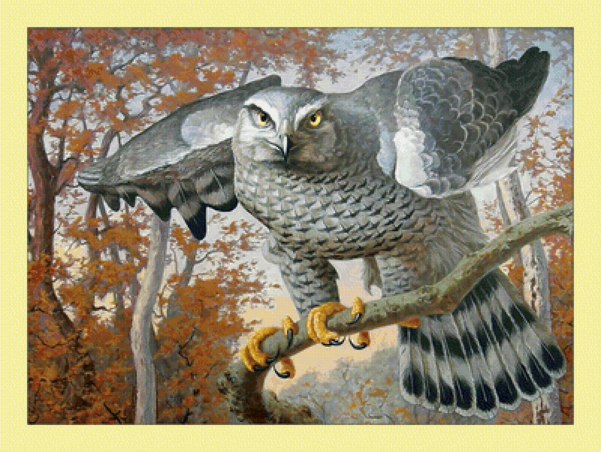 Ястреб. - хищник, птица, ястреб - предпросмотр