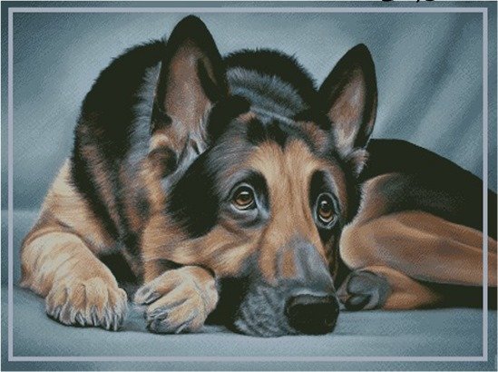 Немецкая овчарка - собаки - оригинал