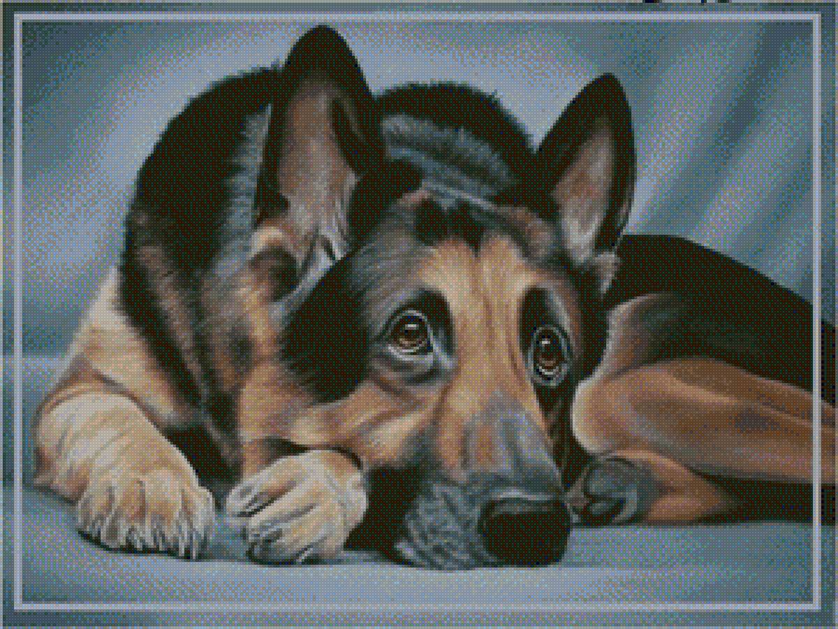 Немецкая овчарка - собаки - предпросмотр