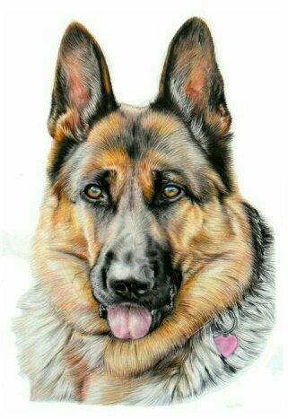 Собака - собака - оригинал