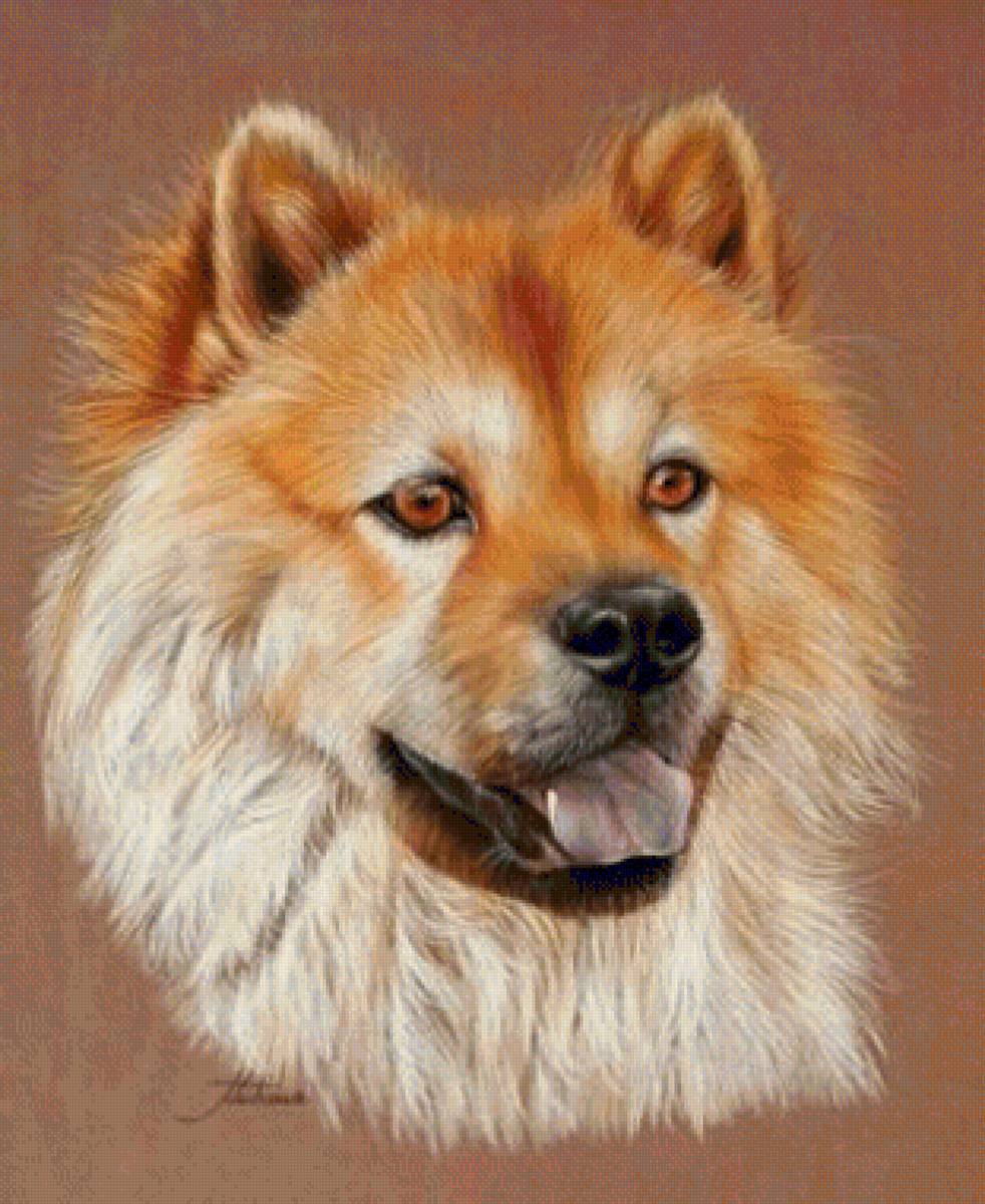 Собака - собака - предпросмотр