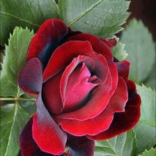 Оригинал схемы вышивки «цветы» (№1991284)