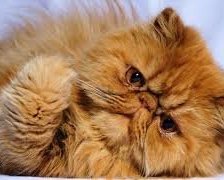 Схема вышивки «перс»