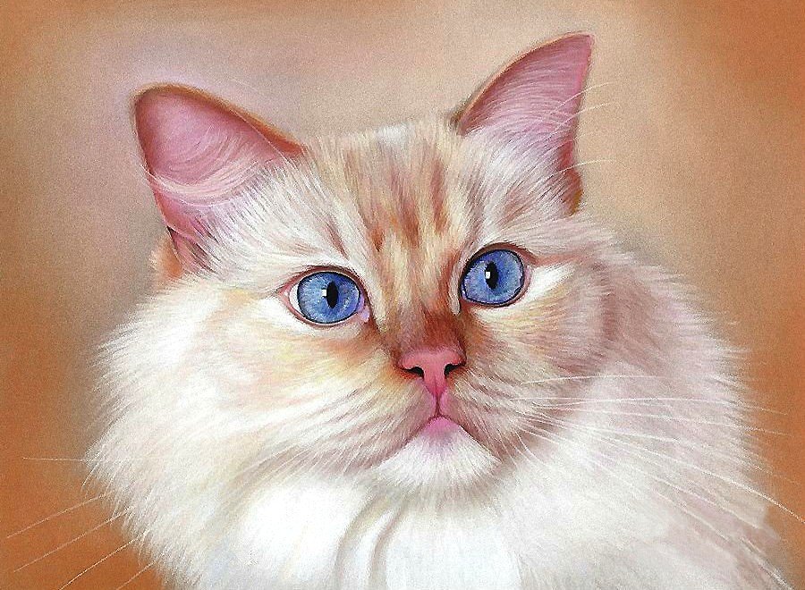 Кошечка - кошки - оригинал