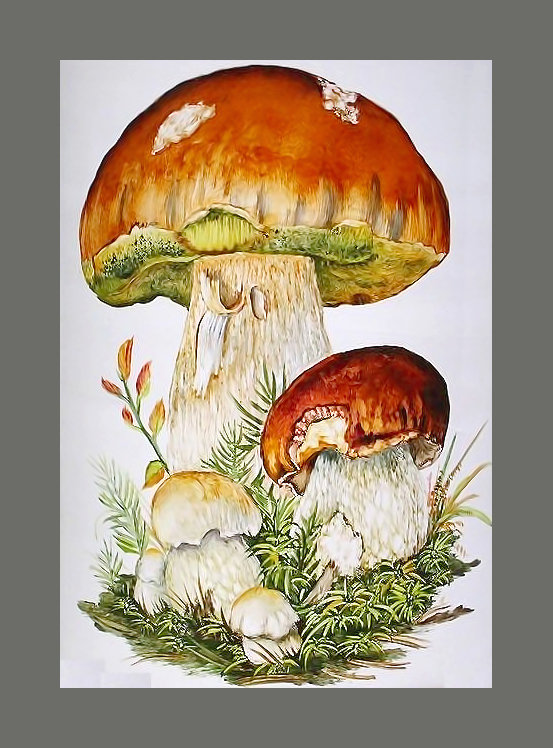Серия "Грибы" - боровик, флора, грибы - оригинал