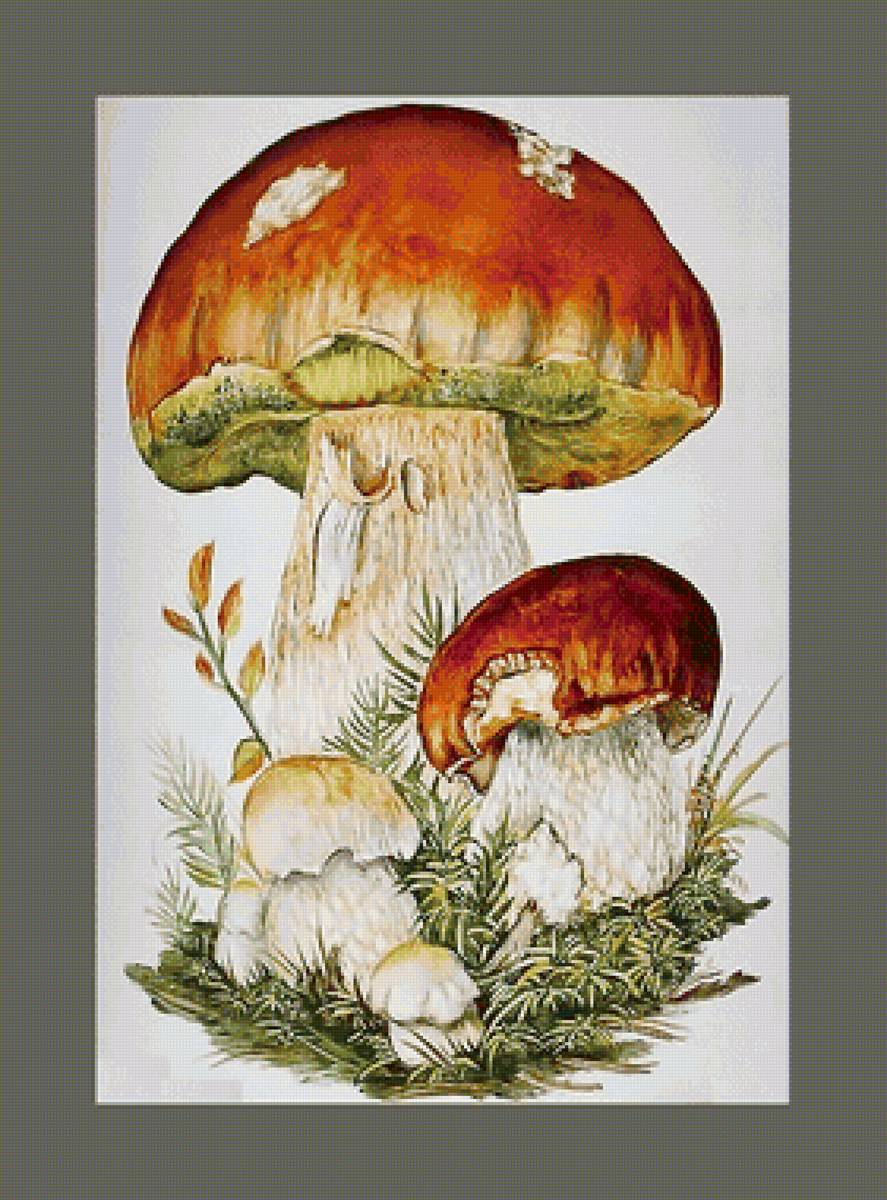 Серия "Грибы" - грибы, флора, боровик - предпросмотр