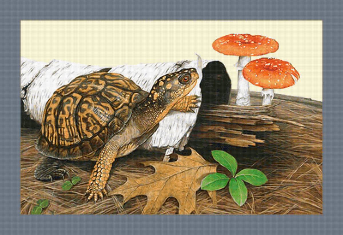 Флора и фауна. Черепаха - черепаха, животные - предпросмотр